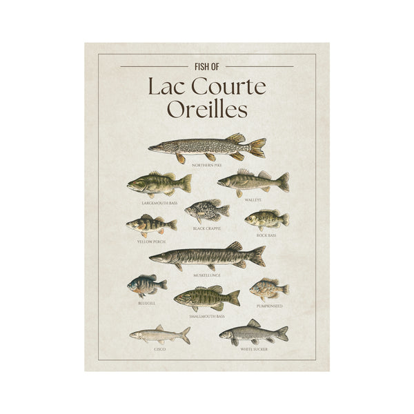 Lac Courte Oreilles Print