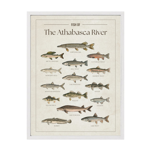 Athabasca River Print