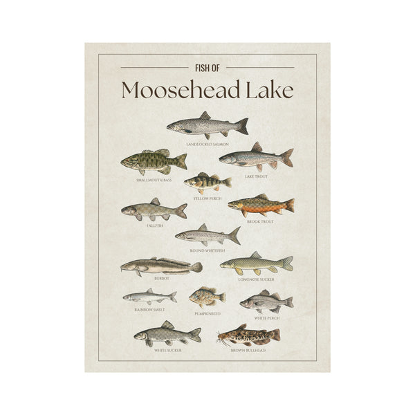 Moosehead Lake Print