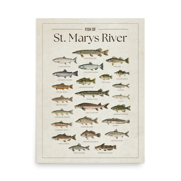 St. Marys River Print