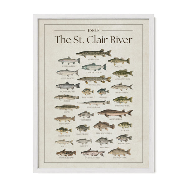 St. Clair River Print