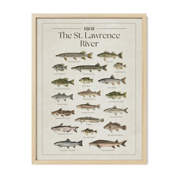 St. Lawrence River Print