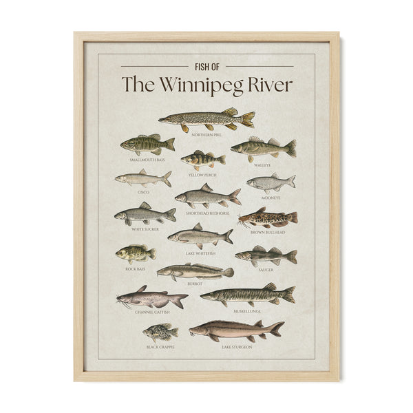 The Winnipeg River Print