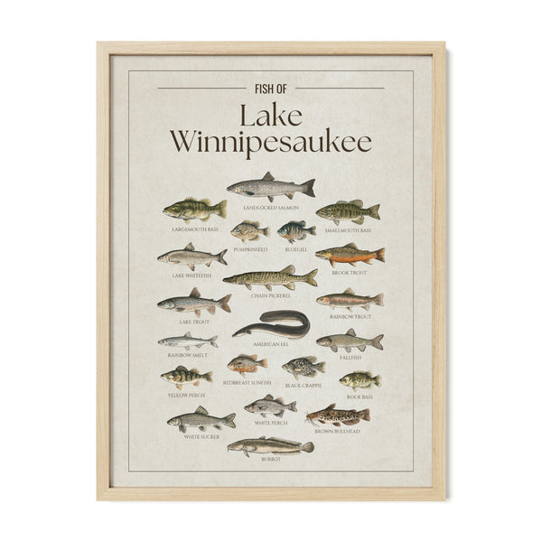 Lake Winnipesaukee Print