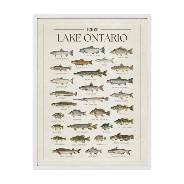 Lake Ontario Print