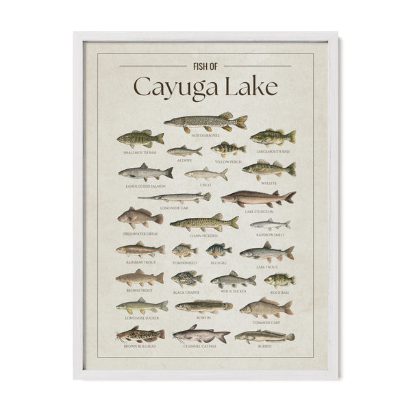 Cayuga Lake Print