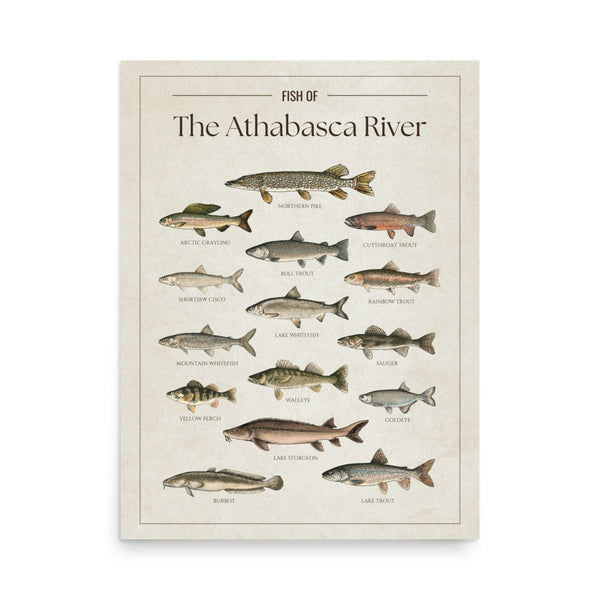 Athabasca River Print