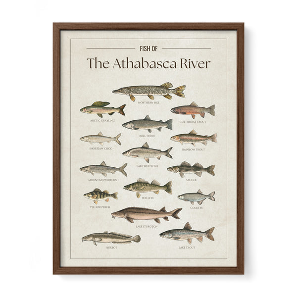 Athabasca River Print