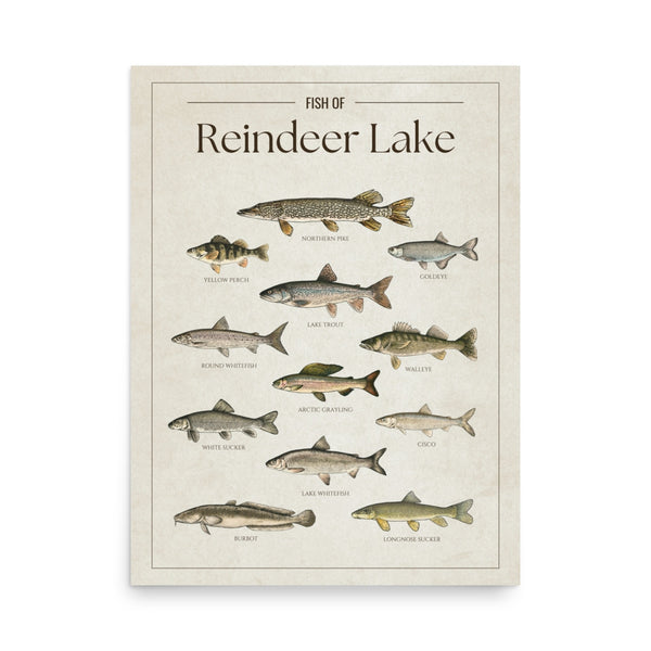 Reindeer Lake Print