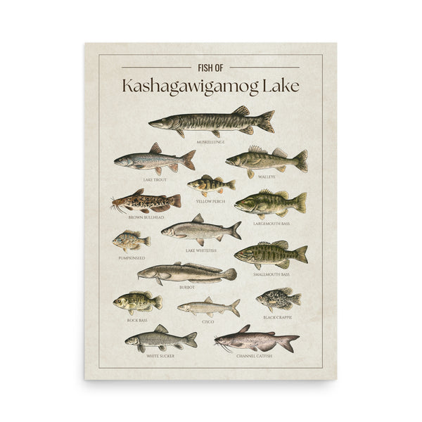 Kashagawigamog Lake Print