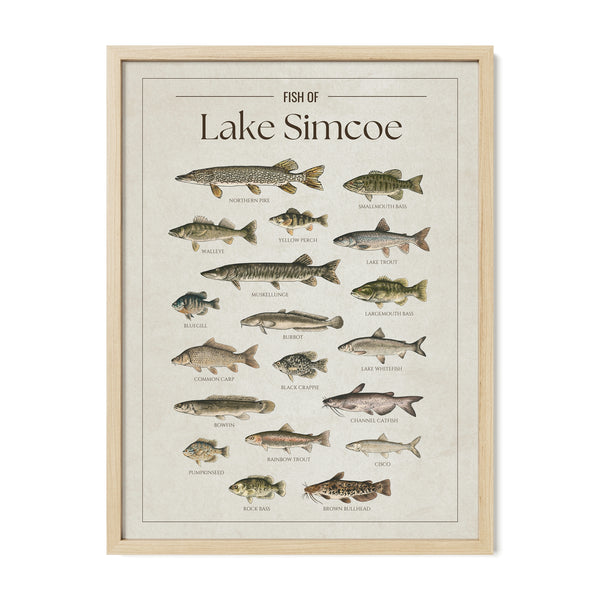 Lake Simcoe Print