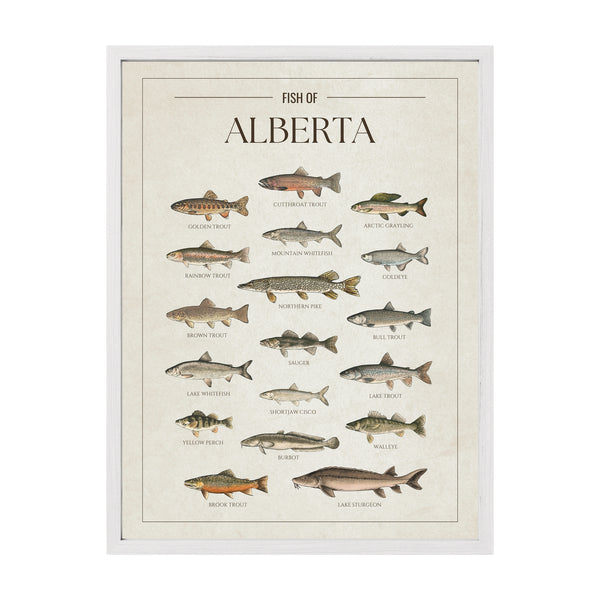 Alberta Print