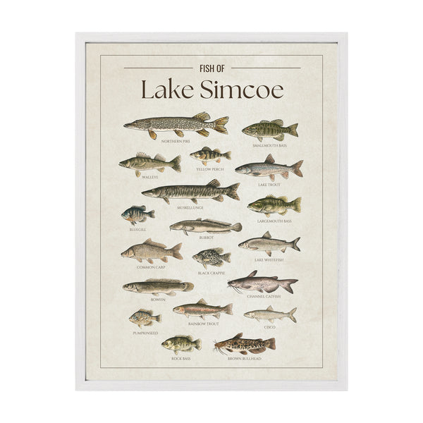 Lake Simcoe Print