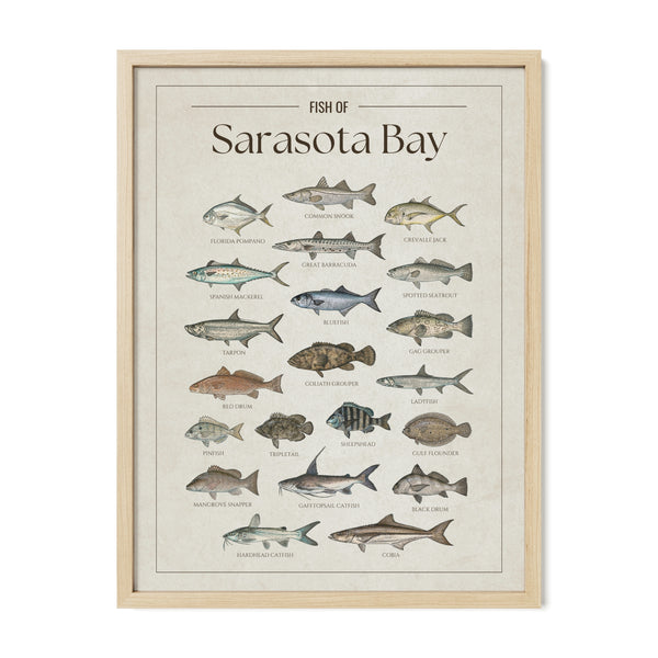 Sarasota Bay Print