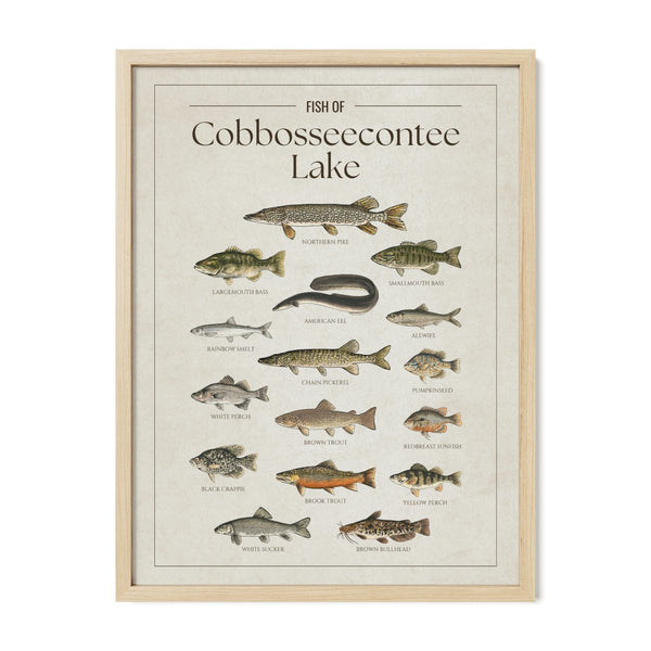Cobbosseecontee Lake Print