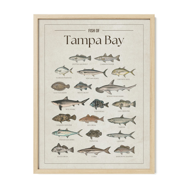 Tampa Bay Print