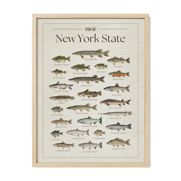 New York State Print
