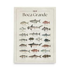 Fish of Boca Grande poster featuring illustrated Florida Gulf Coast fish species including tarpon, snook, red snapper, red drum, cobia, king mackerel, Spanish mackerel, goliath grouper, gag grouper, great barracuda, Florida pompano, and hammerhead shark. Vintage Florida fish identification print and coastal wall art for anglers and fishing enthusiasts.