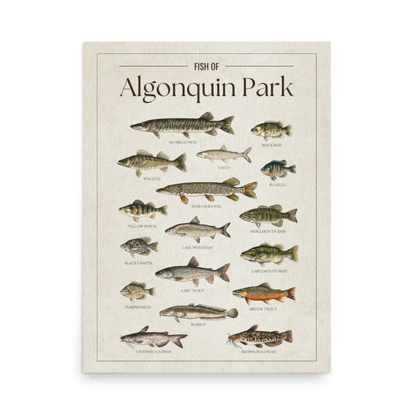 Algonquin Park Print