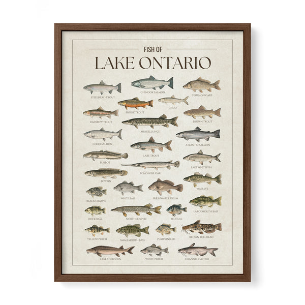 Lake Ontario Print