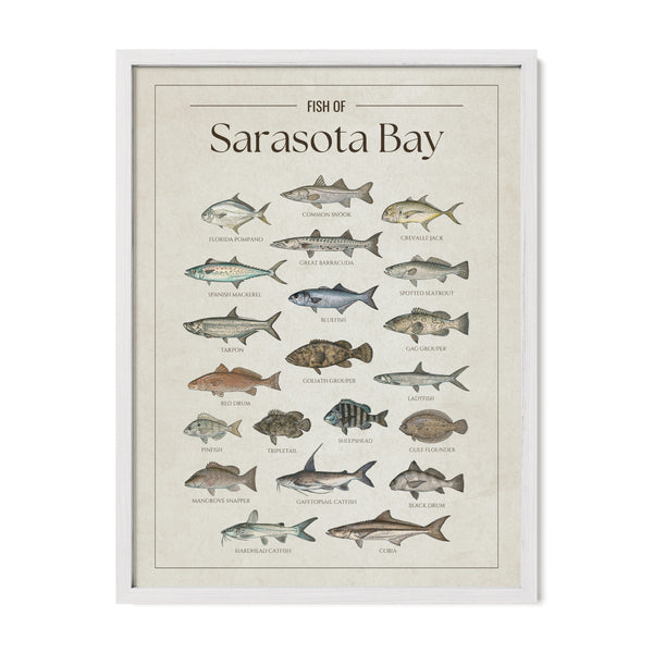 Sarasota Bay Print