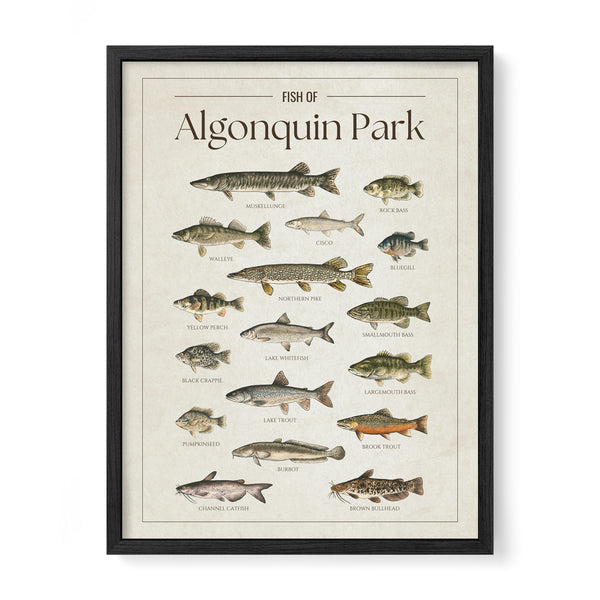 Algonquin Park Print