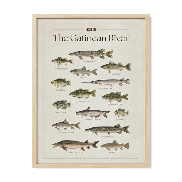 The Gatineau River Print