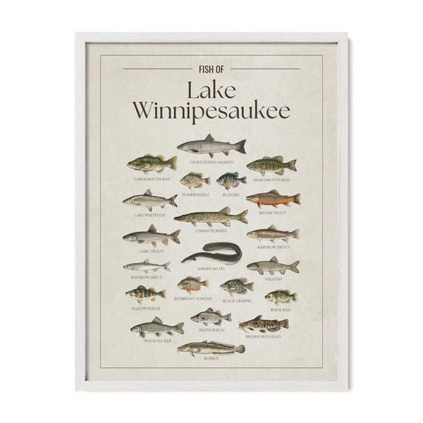 Lake Winnipesaukee Print