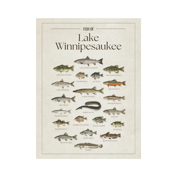 Lake Winnipesaukee Print