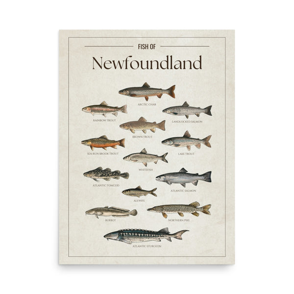 Newfoundland Print