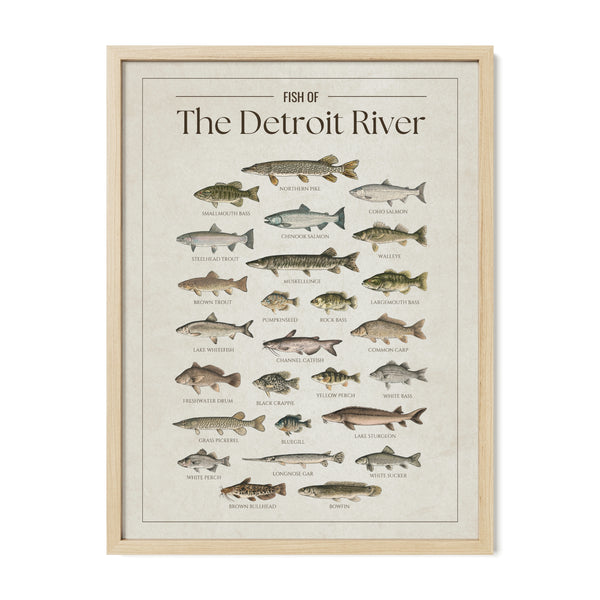 Fish of the Detroit River poster with natural frame featuring illustrated freshwater fish species found in the Detroit River, including walleye, muskellunge, northern pike, smallmouth bass, lake sturgeon, salmon, perch, and catfish. Vintage fish identification print for anglers and Great Lakes lake house decor.