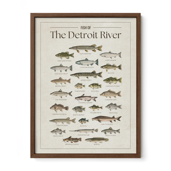 Fish of the Detroit River poster with walnut frame featuring illustrated freshwater fish species found in the Detroit River, including walleye, muskellunge, northern pike, smallmouth bass, lake sturgeon, salmon, perch, and catfish. Vintage fish identification print for anglers and Great Lakes lake house decor.