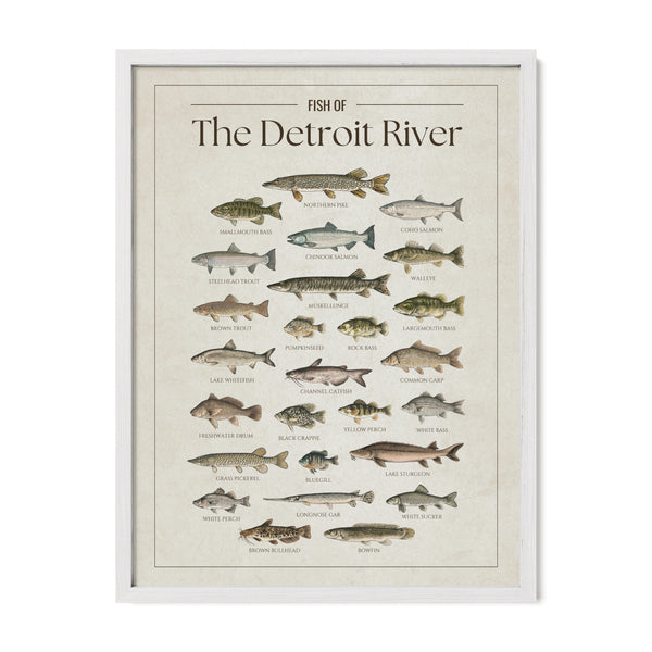 Fish of the Detroit River poster with white frame featuring illustrated freshwater fish species found in the Detroit River, including walleye, muskellunge, northern pike, smallmouth bass, lake sturgeon, salmon, perch, and catfish. Vintage fish identification print for anglers and Great Lakes lake house decor.