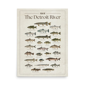 Fish of the Detroit River poster featuring illustrated freshwater fish species found in the Detroit River, including walleye, muskellunge, northern pike, smallmouth bass, lake sturgeon, salmon, perch, and catfish. Vintage fish identification print for anglers and Great Lakes lake house decor.