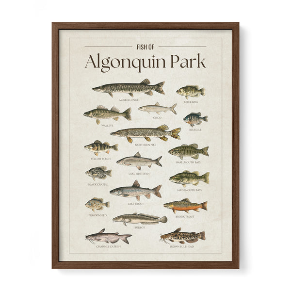 Algonquin Park Print