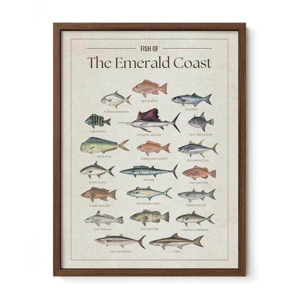 Fish of the Emerald Coast poster with walnut frame featuring illustrated Florida Gulf fish species including Atlantic sailfish, mahi mahi, wahoo, yellowfin tuna, king mackerel, cobia, red snapper, red grouper, gag grouper, greater amberjack, Spanish mackerel, and Florida pompano. Vintage Florida fish identification print and coastal wall art for anglers and fishing enthusiasts.