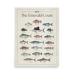 Fish of the Emerald Coast poster featuring illustrated Florida Gulf fish species including Atlantic sailfish, mahi mahi, wahoo, yellowfin tuna, king mackerel, cobia, red snapper, red grouper, gag grouper, greater amberjack, Spanish mackerel, and Florida pompano. Vintage Florida fish identification print and coastal wall art for anglers and fishing enthusiasts.