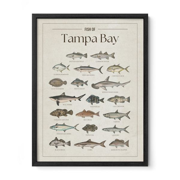 Tampa Bay Print