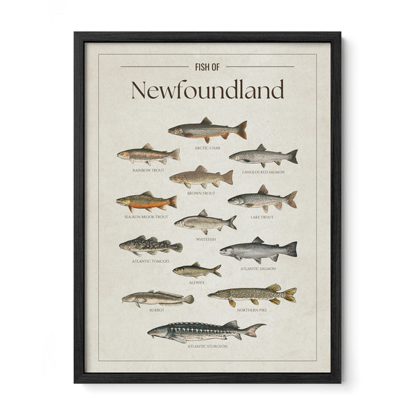 Newfoundland Print
