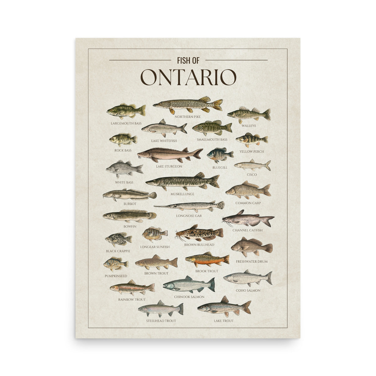 Ontario Print – Fish Prints