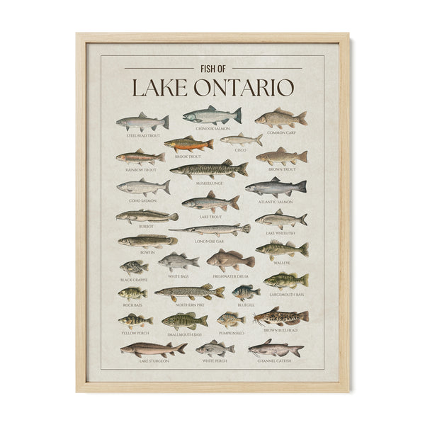 Lake Ontario Print