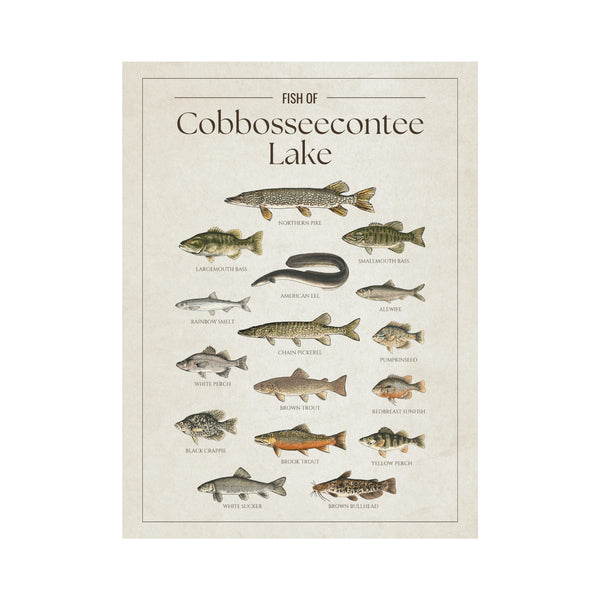 Cobbosseecontee Lake Print