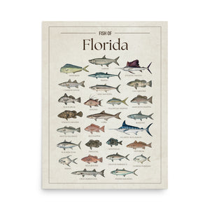 Fish of Florida poster featuring illustrated Florida saltwater fish species including tarpon, mahi mahi, Atlantic sailfish, Atlantic blue marlin, wahoo, king mackerel, snook, red snapper, yellowtail snapper, blackfin tuna, goliath grouper, and cobia. Vintage Florida fish identification print and coastal wall art for anglers and fishing enthusiasts.