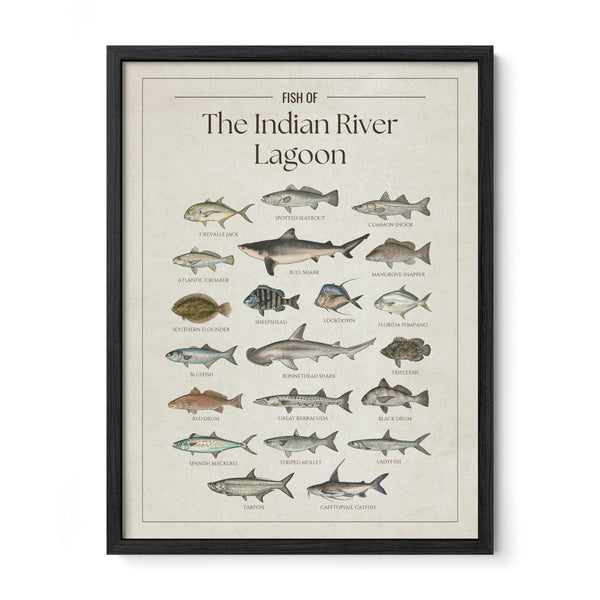 Fish of the Indian River Lagoon poster with black frame featuring illustrated Florida inshore fish species including tarpon, common snook, spotted seatrout, red drum, mangrove snapper, sheepshead, Spanish mackerel, crevalle jack, black drum, bull shark, bonnethead shark, and great barracuda. Vintage Florida fish identification print and coastal wall art for anglers and fishing enthusiasts.