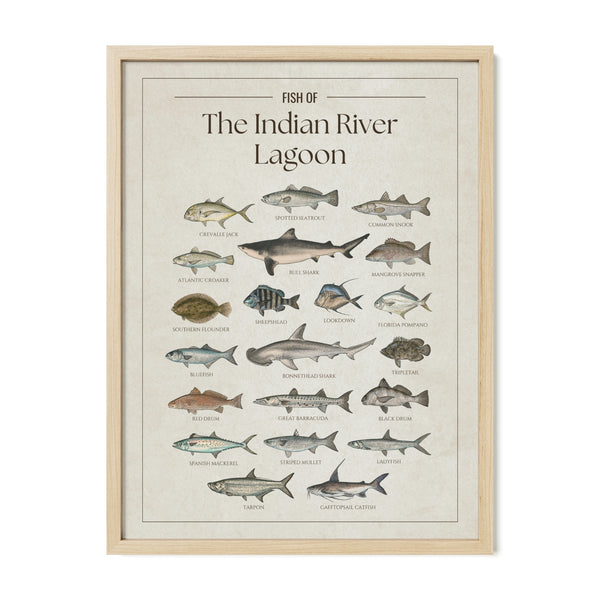 Fish of the Indian River Lagoon poster with natural frame featuring illustrated Florida inshore fish species including tarpon, common snook, spotted seatrout, red drum, mangrove snapper, sheepshead, Spanish mackerel, crevalle jack, black drum, bull shark, bonnethead shark, and great barracuda. Vintage Florida fish identification print and coastal wall art for anglers and fishing enthusiasts.