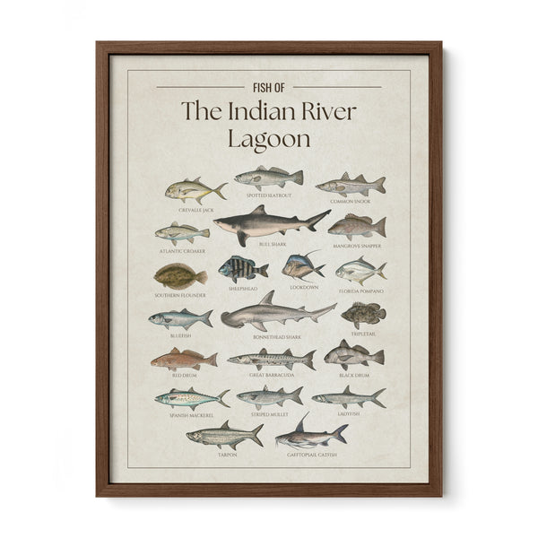 Fish of the Indian River Lagoon poster  with walnut frame featuring illustrated Florida inshore fish species including tarpon, common snook, spotted seatrout, red drum, mangrove snapper, sheepshead, Spanish mackerel, crevalle jack, black drum, bull shark, bonnethead shark, and great barracuda. Vintage Florida fish identification print and coastal wall art for anglers and fishing enthusiasts.