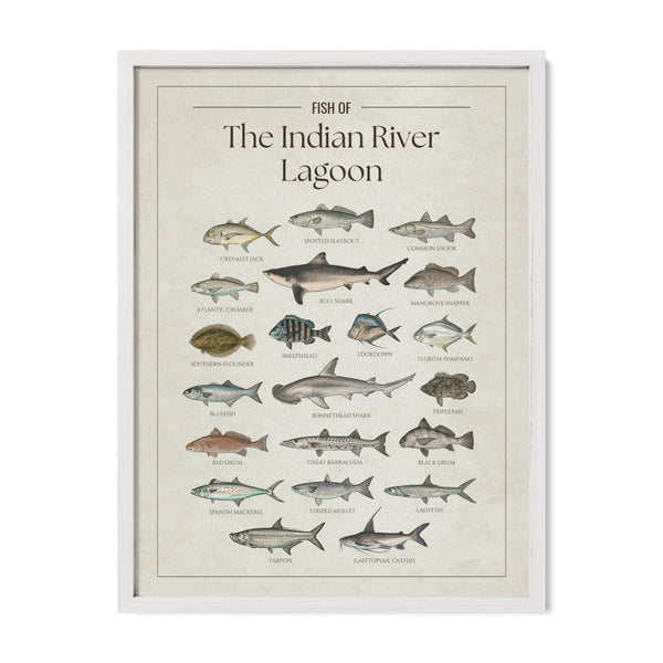 Fish of the Indian River Lagoon poster  with white frame featuring illustrated Florida inshore fish species including tarpon, common snook, spotted seatrout, red drum, mangrove snapper, sheepshead, Spanish mackerel, crevalle jack, black drum, bull shark, bonnethead shark, and great barracuda. Vintage Florida fish identification print and coastal wall art for anglers and fishing enthusiasts.
