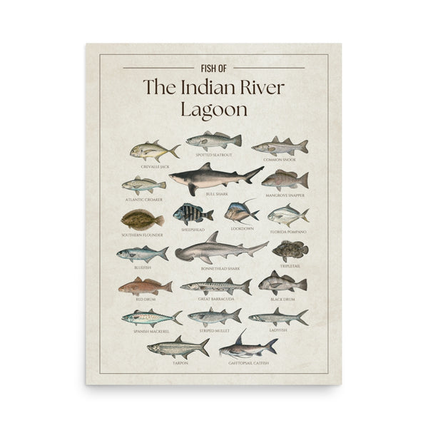 Fish of the Indian River Lagoon poster featuring illustrated Florida inshore fish species including tarpon, common snook, spotted seatrout, red drum, mangrove snapper, sheepshead, Spanish mackerel, crevalle jack, black drum, bull shark, bonnethead shark, and great barracuda. Vintage Florida fish identification print and coastal wall art for anglers and fishing enthusiasts.