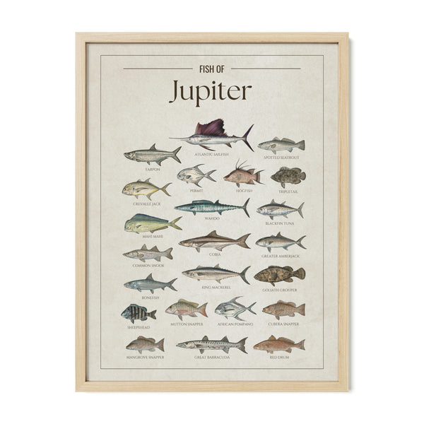Fish of Jupiter poster with natural frame featuring illustrated Florida saltwater fish species including Atlantic sailfish, tarpon, mahi mahi, wahoo, blackfin tuna, king mackerel, cobia, goliath grouper, snook, and barracuda. Vintage Florida fish identification print and coastal wall art for anglers and fishing enthusiasts.
