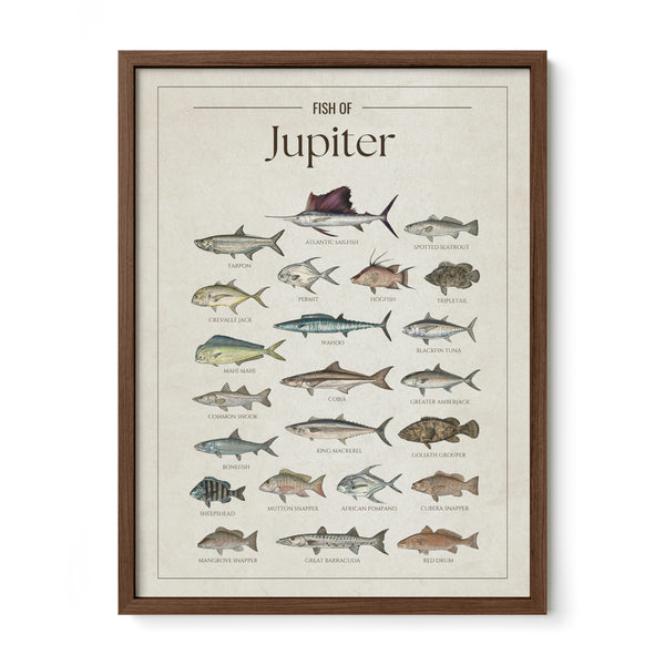 Fish of Jupiter poster with walnut frame featuring illustrated Florida saltwater fish species including Atlantic sailfish, tarpon, mahi mahi, wahoo, blackfin tuna, king mackerel, cobia, goliath grouper, snook, and barracuda. Vintage Florida fish identification print and coastal wall art for anglers and fishing enthusiasts.
